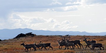 Aller Le plus ancien piège à caribou trouvé au fond d'un lac