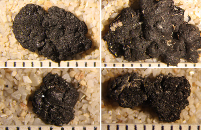 Quelques exemples des résidus carbonisés de nourriture trouvés à ÇatalhöyükL. González Carretero et al. CC BY 4.0 http://creativecommons.org/licenses/by/4.0/