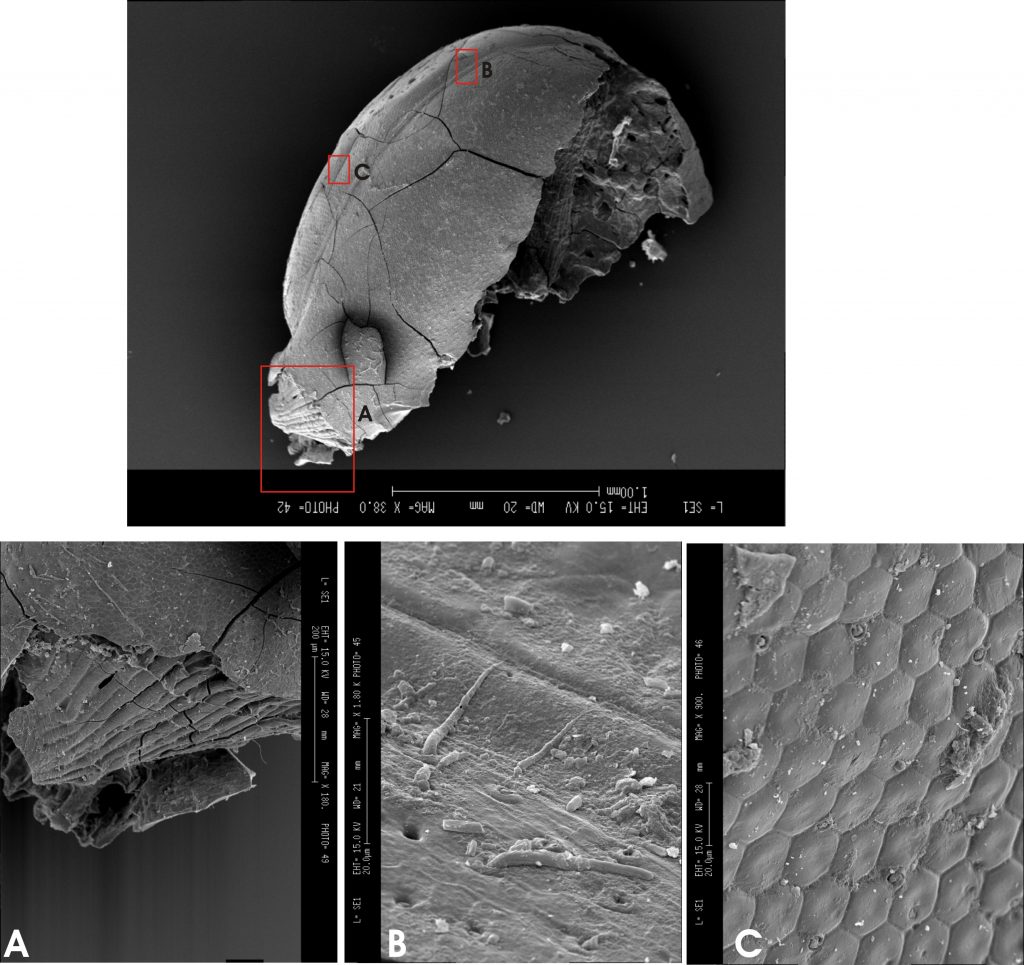 Détail de la tête et des yeux de l’abeille, au microscope électronique à balayage − A. Rizzi.