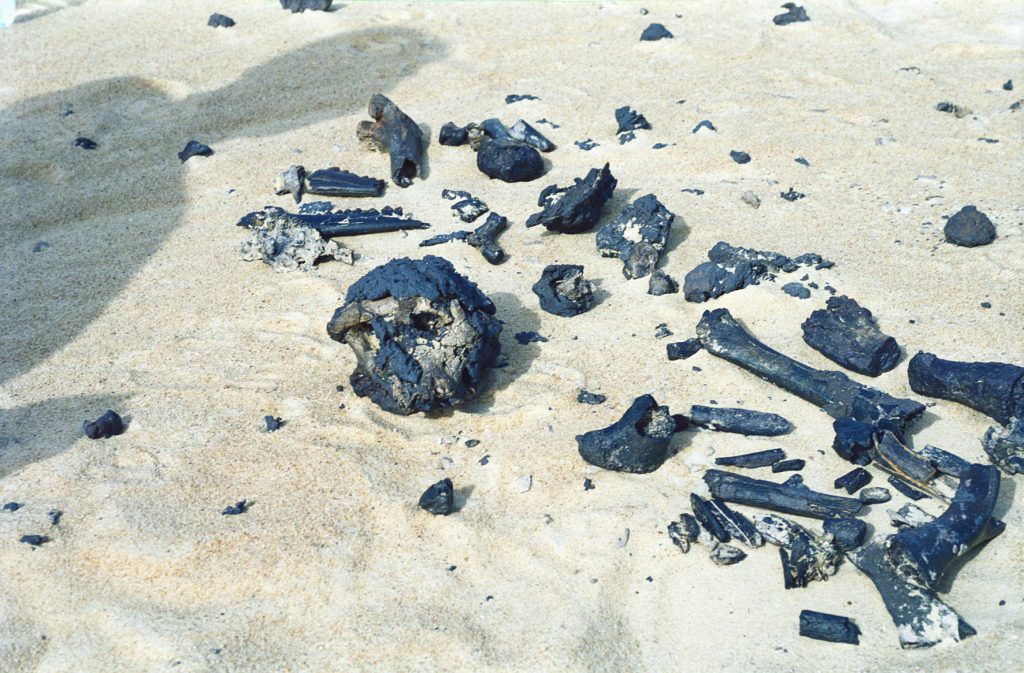 Le crâne de Toumaï et le fémur − l’os long à droite du crâne, photo prise le jour de la découverte − Alain Beauvilain https://tchadberceauhumanite.monsite-orange.fr/page-59fc517050903.html